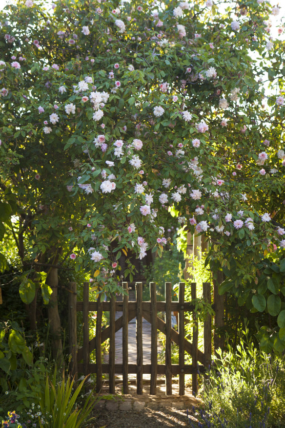 A Cecile Brunner rose frames the entrance to the kitchen garden
