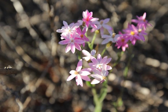 Wildflowers on the Station 