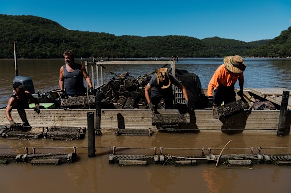 Peter and his employees are relocating oysters from their Marramarra leases to their Porto Bay leases, which are closer to the ocean in a hope that saltwater will return sooner and they can save their oysters.