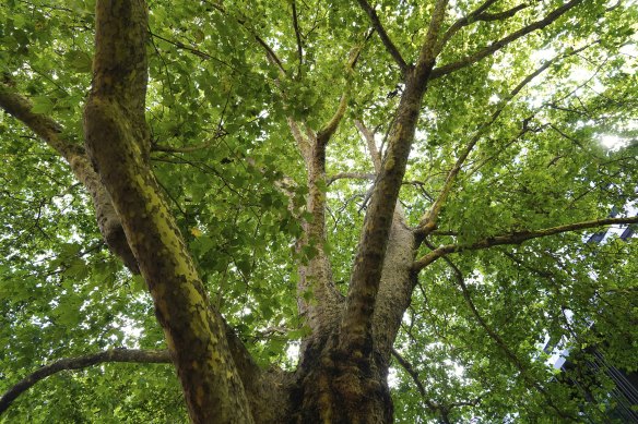 One of the best specimens of London plane in Victoria lends generous summer shade.