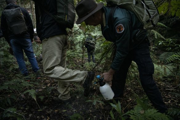 NPWS staff, David Crust, Director, Blue Mountains Branch, sterilises shoes and clothing en route to a Wollemi pine wild translocation site.