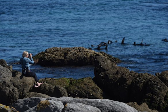 Montague Island on the far south coast of NSW is a popular spot for basking seals, September 2015.