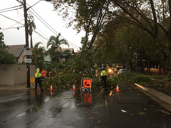 Trees have come down on Bourke Street in Surry Hills.