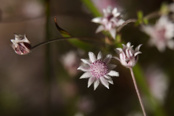 Pink Flannel flowers (Actinotus forsythii) bloom at Gooch's Crater near the Gardens of Stone National Park in Lithgow.