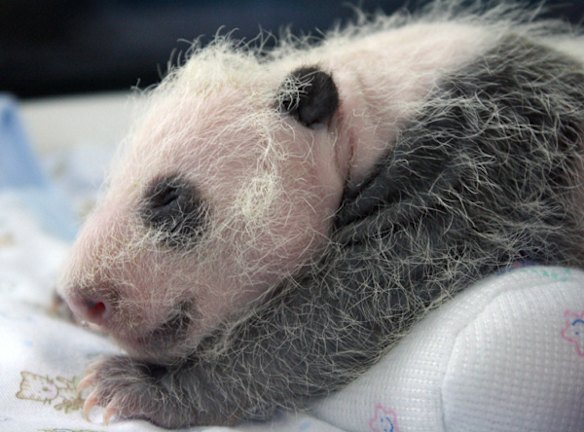 Panda baby