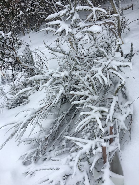 Fresh snowfall in the high country.