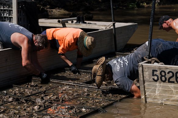 Peter and his employees are relocating oysters from their Marramarra leases to their Porto Bay leases, which are closer to the ocean in a hope that saltwater will return sooner and they can save their oysters. 