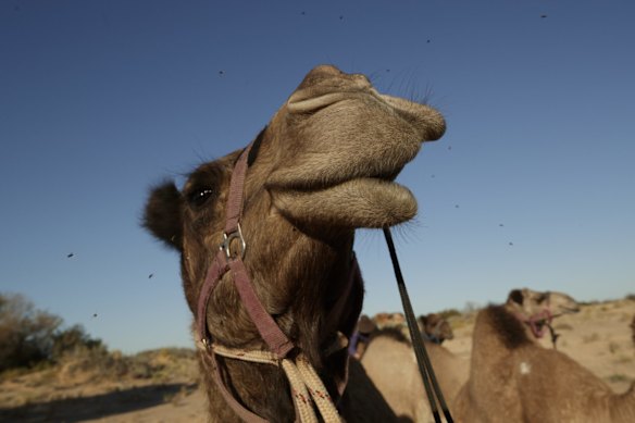 The Camel named Jude shakes flies off his head near Oodnadatta, Australia. Sophie Matterson, 32, is on a 5,000km journey - walking with five camels coast to coast from Australia's western-most point in Shark Bay, Western Australia, to its eastern-most point in Byron Bay, New South Wales.  Sophie walked a 700km stretch of the Great Victoria desert with almost no contact. 