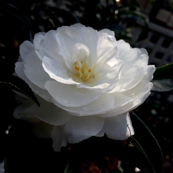 Sasanqua flowers are native to the southern parts of Japan where it is called ‘sazanka’.