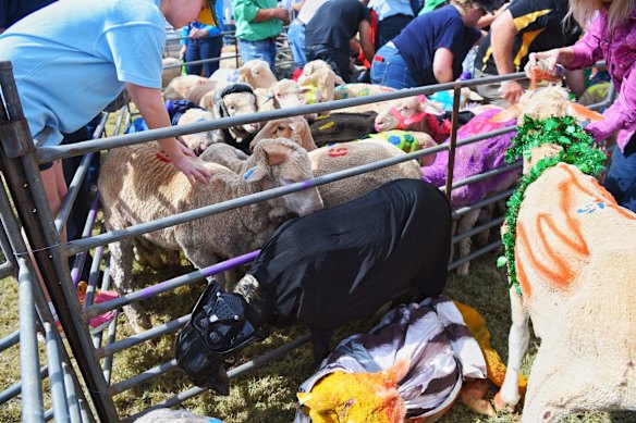 Booligal Sheep races