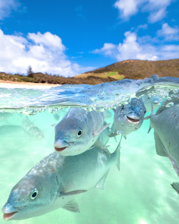 Lord Howe Island, NSW
