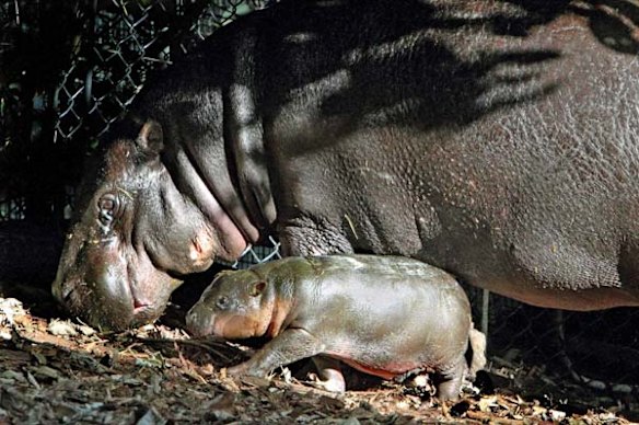 Pygmy hippo calf Kambiri with her mother Petre at Taronga Zoo.
