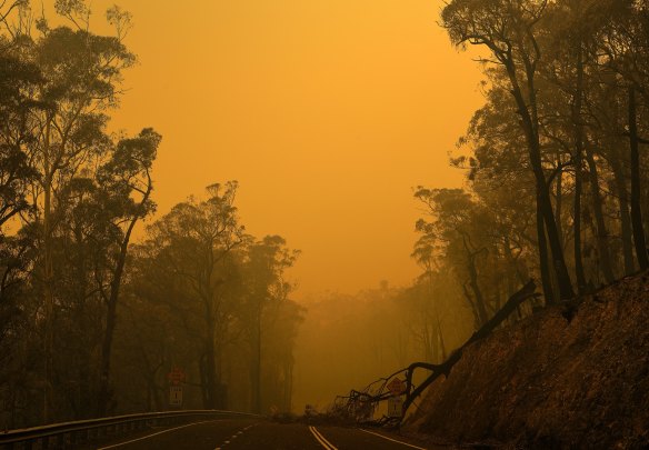A fallen tree on the Kings Highway near Nelligen. Flora losses from the big bushfires will push many species closer to extinction.