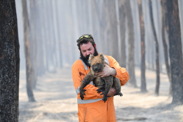 Adelaide wildlife rescuer Simon Adamczyk with a koala near Cape Borda, on Kangaroo Island, on Tuesday. 