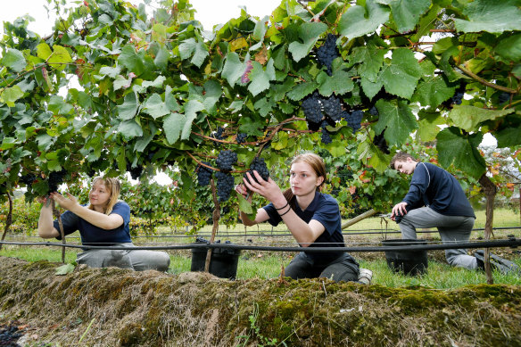 Upper Yarra Secondary College viticulture students Jasmyn Hay, Kayley Brewington and Jake Wiffen pick pinot noir grapes in the school’s first harvest of its campus vineyard.