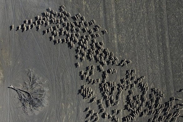 Mustering of sheep in a paddock of a failed wheat crop at Rebecca and Dan Reardon's property.
