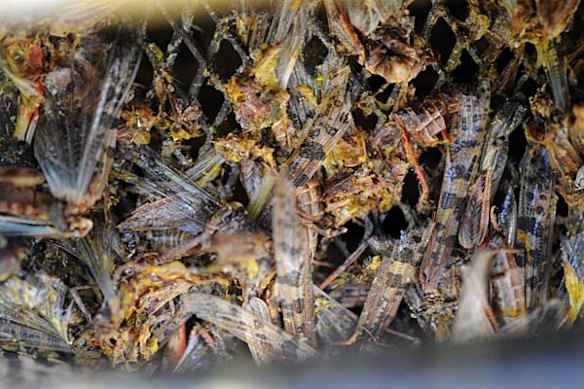 Locust plague