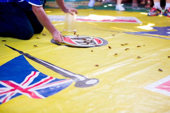 The 36th annual cockroach race