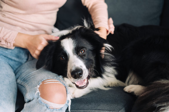 Australians’ pet ownership has boomed since lockdowns began in 2020.