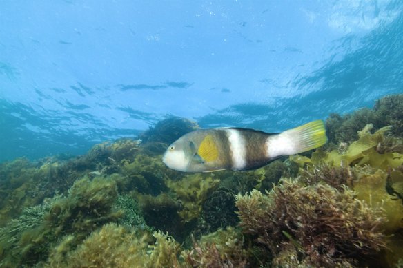Blue Throat Wrasse - Port Phillip Heads Marine National Park.