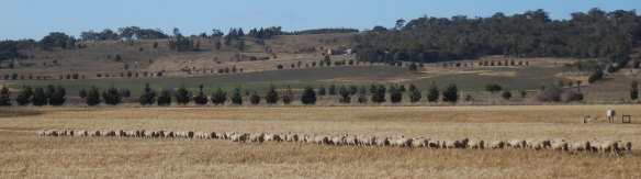 Sheep near Tarago, a reminder of the days when the southern tablelands prospered ‘riding on the sheep’s back’.