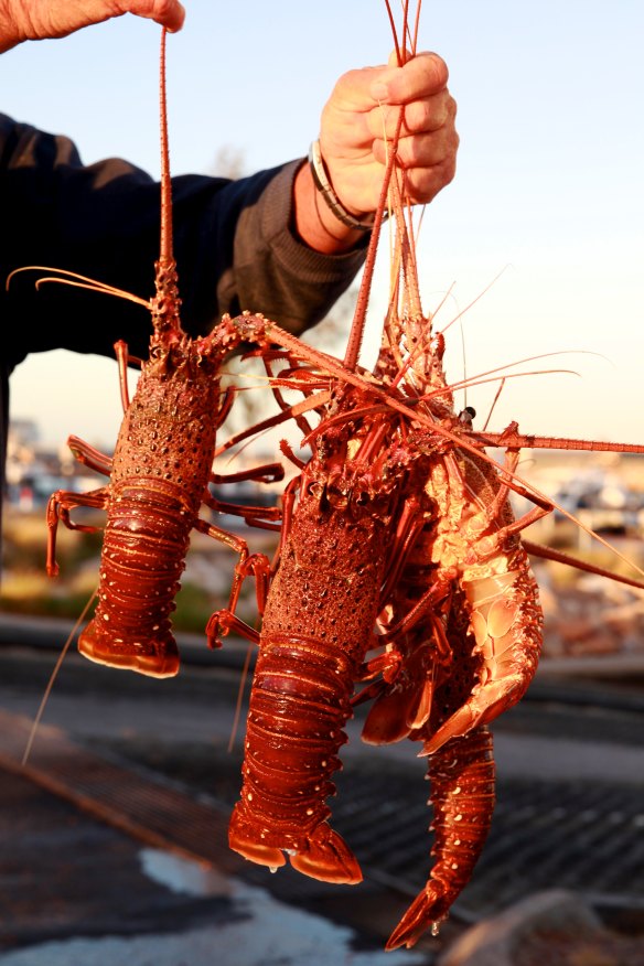 The West Australian rock lobster industry cannot supply its vital Chinese market due to issues surrounding the coronavirus outbreak.