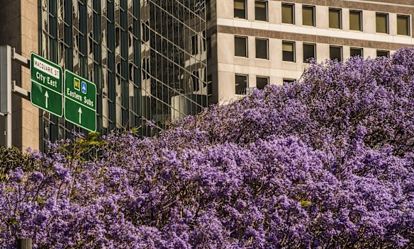 Jacarandas form a canopy around Circular Quay.