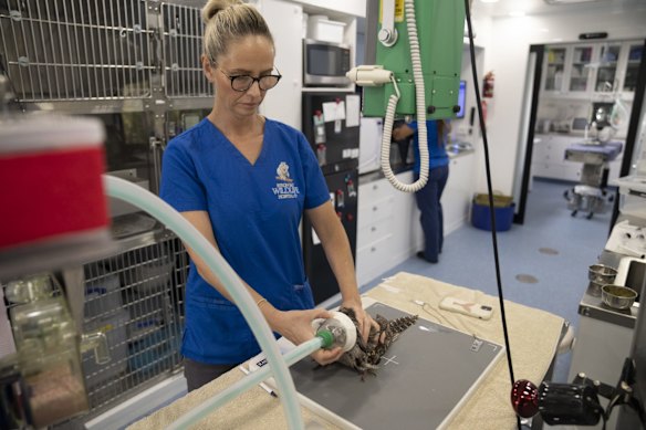 A tawny frog mouth under examination at the Byron Bay wildlife hospital, in New South Wales.