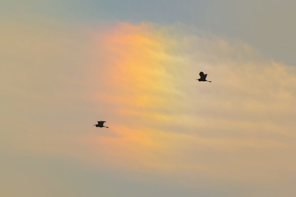Two egrets flying over rainbow at Poyang Lake.