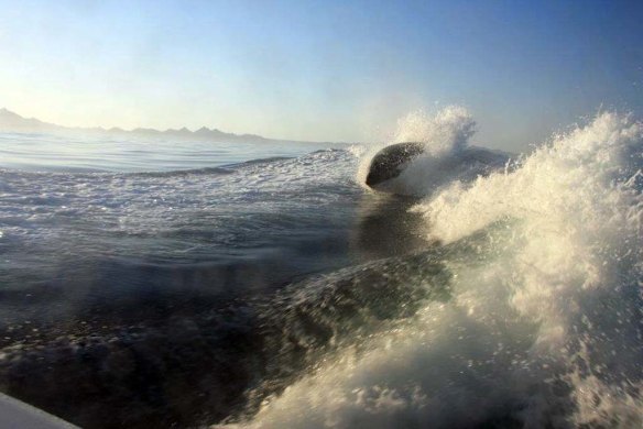 Orcas surf in the wake of a fishing boat off the coast of Loreto, Baja, Mexico.