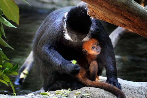 Taronga shows off orange baby monkey