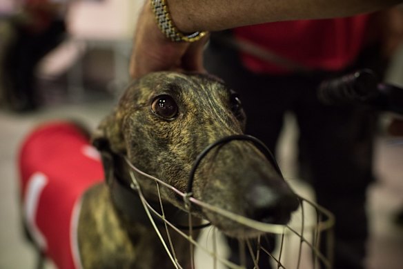 Wednesday night race meeting at Wentworth Park Greyhounds on March 9, 2016, in Sydney, Australia. 
