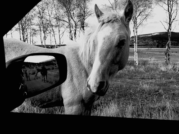 Shot by John L in British Columbia.