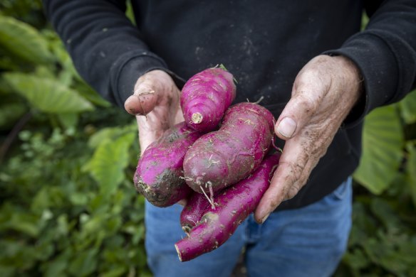 ‘Northern Star’ sweet potatoes