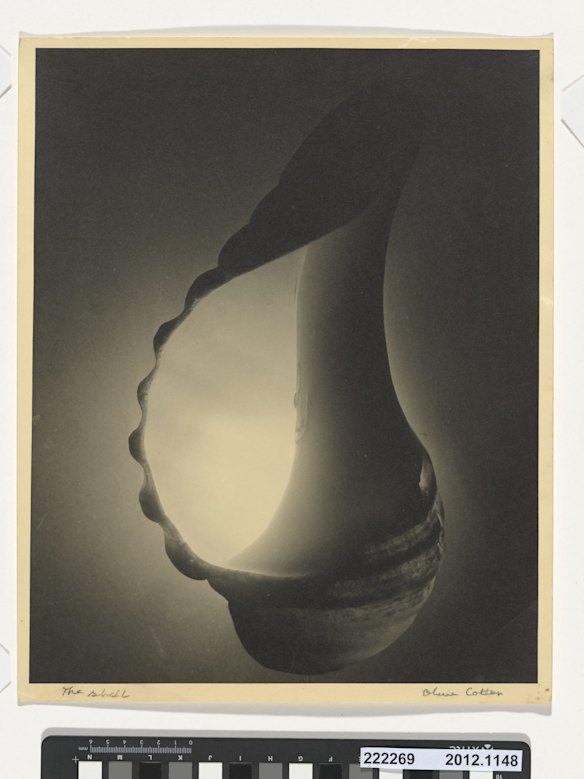 The shell, c. 1935, by Olive Cotton. Gelatin silver photograph. National Gallery of Australia, Canberra. Purchased 2012.