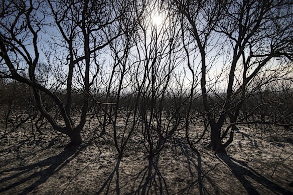 Bushfire affected areas around Wallabi Point near Taree. 