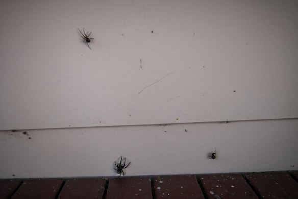 Spiders escaping the flood water from under the house.