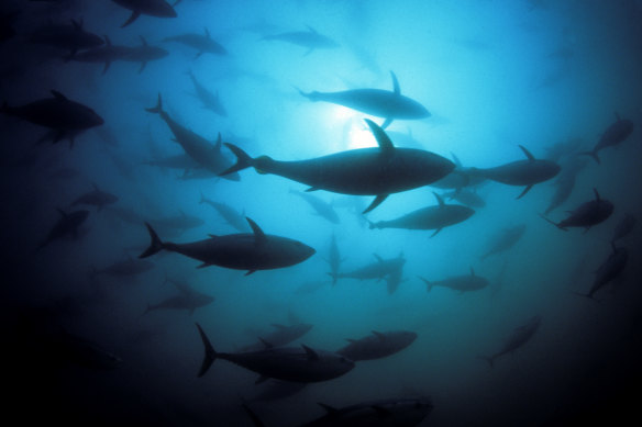 Southern bluefin tuna is farmed off South Australia. In waters elsewhere, the species is a prime target for illegal fishing.  
