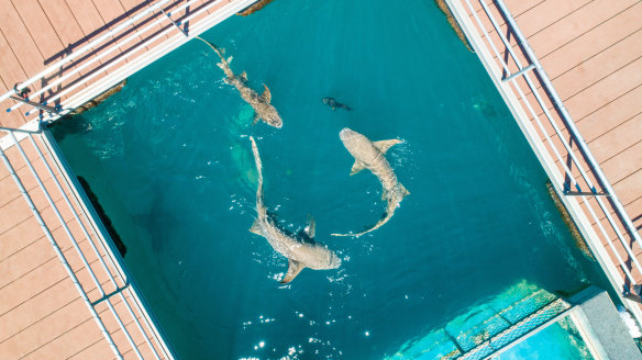 The tour includes swimming in a marine enclosure to view sharks.