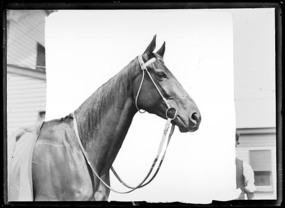 Phar Lap pictured on October 8, 1929. (The background of the print has been or manually whited-out, or 'deep etched')
