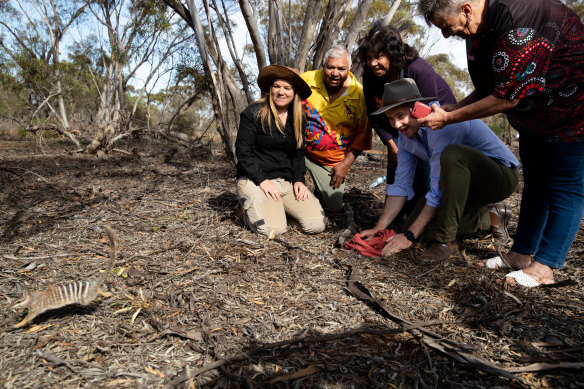 Numbats away: NSW Environment Minister, Matt Kean, (centre) releases a numbat into the Mallee Cliffs National Park's feral-free area. Barkindji Traditional Owners, Warren Clark, Betty Pearce and Kathy Potter, watch on, along with Tali Moyle, a wildlife ecologist (left).