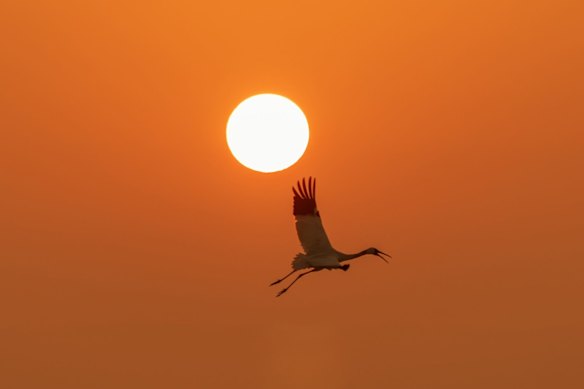 A Siberian crane arrives at Wuxing Farm at sunrise.