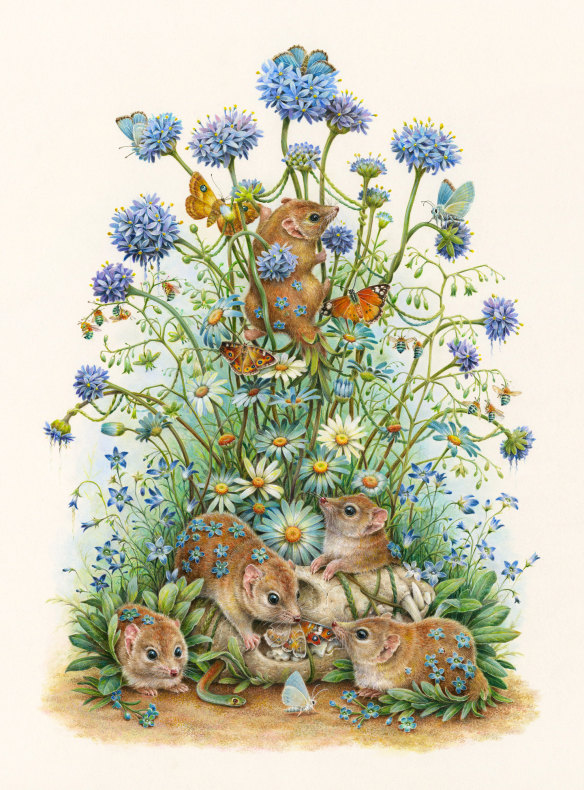 'Crest-Tailed Mulgaras' by Courtney Brims. (Coloured pencils, panpastel, gouache and watercolour on paper.)