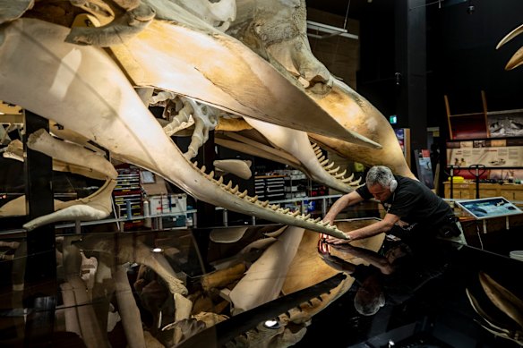 Australian Museum engineers perform last minute checks before the exhibition opens to the public. 