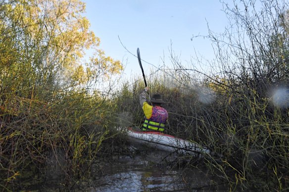 NPWS Ranger Peter Berney negotiates the Lignum in a kayak before entering Narran Lakes.