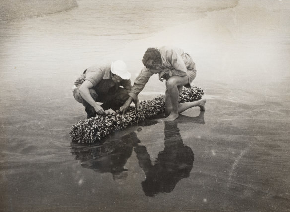 Isobel Bennett (right) and a colleague examining gooseneck barnacles covering a log in Gerroa, 1930–52.