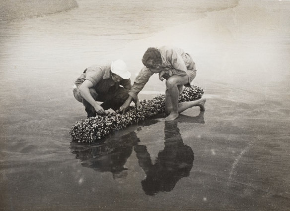 Australian Seashores exhibition at Chau Chak Wing Museum