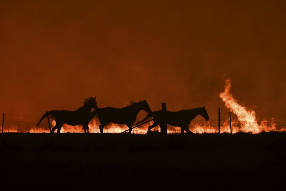 Horses fleeing as a bushfire burning south of Canberra threatens communities in Bumbalong.