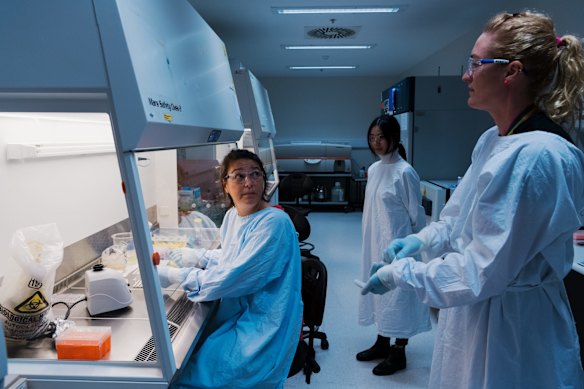 A team of scientists are quickly screening the growing tide of mutant viruses that reach Australia’s borders.