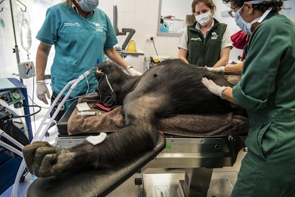 28-year-old chimpanzee Kuma undergoing a health check at the Taronga Wildlife Hospital, Taronga zoo. 11th March 2020 Photo Louise Kennerley